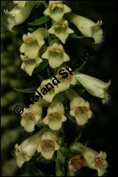 Gelber Fingerhut, Digitalis lutea, Scrophulariaceae, Digitalis lutea, Gelber Fingerhut, Blühend Kauf von 00550digitalis_luteaimg_7891.jpg