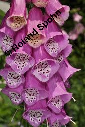 Roter Fingerhut, Digitalis purpurea, Scrophulariaceae, Digitalis purpurea, Roter Fingerhut, Rosette Kauf von 00551_digitalis_purpurea_dsc_5002.jpg