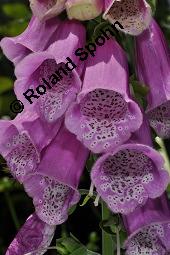 Roter Fingerhut, Digitalis purpurea, Scrophulariaceae, Digitalis purpurea, Roter Fingerhut, Rosette Kauf von 00551_digitalis_purpurea_dsc_5005.jpg