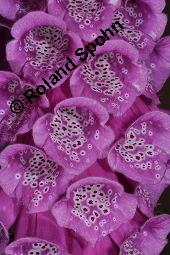 Roter Fingerhut, Digitalis purpurea, Scrophulariaceae, Digitalis purpurea, Roter Fingerhut, Rosette Kauf von 00551_digitalis_purpurea_dsc_5019.jpg