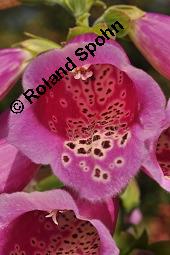 Roter Fingerhut, Digitalis purpurea, Scrophulariaceae, Digitalis purpurea, Roter Fingerhut, Rosette Kauf von 00551_digitalis_purpurea_dsc_7419.jpg