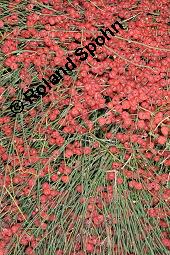 Gewöhnliches Meerträubel, Ephedra distachya, Ephedra vulgaris, Ephedra distachya, Ephedra vulgaris, Meerträubel, Ephedraceae, fruchtend Kauf von 00570_ephedra_distachya_dsc_6917.jpg