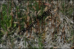 Acker-Schachtelhalm, Zinnkraut, Equisetum arvense, Equisetaceae, Equisetum arvense, Acker-Schachtelhalm, Zinnkraut, Vegetativ und Sporophyllstand Kauf von 00573equisetum_arvenseimg_7130.jpg
