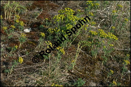 Zypressen-Wolfsmilch, Euphorbia cyparissias, Euphorbiaceae, Euphorbia cyparissias, Zypressen-Wolfsmilch, Blühend Kauf von 00586euphorbia_cyparissias_img_1850.jpg