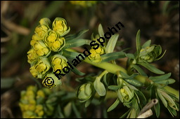 Zypressen-Wolfsmilch, Euphorbia cyparissias, Euphorbiaceae, Euphorbia cyparissias, Zypressen-Wolfsmilch, Blühend Kauf von 00586euphorbia_cyparissiasimg_5853.jpg