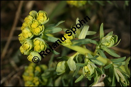 Zypressen-Wolfsmilch, Euphorbia cyparissias, Euphorbiaceae, Euphorbia cyparissias, Zypressen-Wolfsmilch, Blühend Kauf von 00586euphorbia_cyparissiasimg_5854.jpg