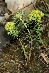 Zypressen-Wolfsmilch, Euphorbia cyparissias, Euphorbiaceae, Euphorbia cyparissias, Zypressen-Wolfsmilch, Blühend Kauf von 00586euphorbia_cyparissiasimg_6087.jpg