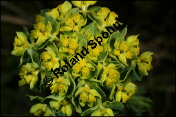 Zypressen-Wolfsmilch, Euphorbia cyparissias, Euphorbiaceae, Euphorbia cyparissias, Zypressen-Wolfsmilch, Blühend Kauf von 00586euphorbia_cyparissiasimg_6092.jpg