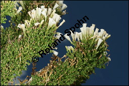 Pichi-Pichi, Fabiana imbricata, Solanaceae, Fabiana imbricata, Pichi-Pichi, Fabiana, Blühend Kauf von 00592fabiana_imbricataimg_2799.jpg