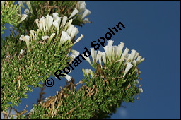 Pichi-Pichi, Fabiana imbricata, Solanaceae, Fabiana imbricata, Pichi-Pichi, Fabiana, Blühend Kauf von 00592fabiana_imbricataimg_2801.jpg