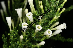 Pichi-Pichi, Fabiana imbricata, Solanaceae, Fabiana imbricata, Pichi-Pichi, Fabiana, Blühend Kauf von 00592fabiana_imbricataimg_5546.jpg