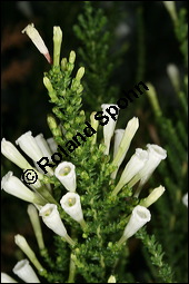 Pichi-Pichi, Fabiana imbricata, Solanaceae, Fabiana imbricata, Pichi-Pichi, Fabiana, Blühend Kauf von 00592fabiana_imbricataimg_5547.jpg