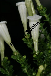 Pichi-Pichi, Fabiana imbricata, Solanaceae, Fabiana imbricata, Pichi-Pichi, Fabiana, Blühend Kauf von 00592fabiana_imbricataimg_5551.jpg