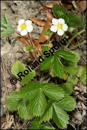 Wald-Erdbeere, Fragaria vesca, Rosaceae, Fragaria vesca, Wald-Erdbeere, fruchtend Kauf von 00598fragaria_vescaimg_6656.jpg