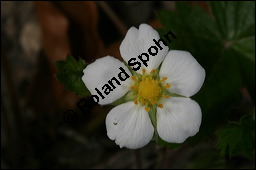 Wald-Erdbeere, Fragaria vesca, Rosaceae, Fragaria vesca, Wald-Erdbeere, fruchtend Kauf von 00598fragaria_vescaimg_6658.jpg