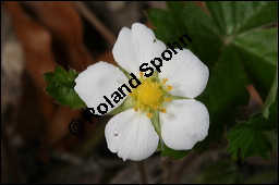 Wald-Erdbeere, Fragaria vesca, Rosaceae, Fragaria vesca, Wald-Erdbeere, fruchtend Kauf von 00598fragaria_vescaimg_6659.jpg