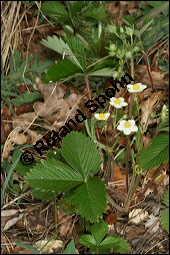 Wald-Erdbeere, Fragaria vesca, Rosaceae, Fragaria vesca, Wald-Erdbeere, fruchtend Kauf von 00598fragaria_vescaimg_6692.jpg