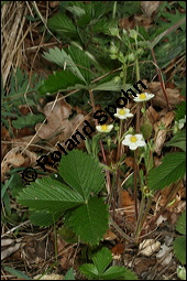 Wald-Erdbeere, Fragaria vesca, Rosaceae, Fragaria vesca, Wald-Erdbeere, fruchtend Kauf von 00598fragaria_vescaimg_6693.jpg