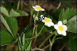 Wald-Erdbeere, Fragaria vesca, Rosaceae, Fragaria vesca, Wald-Erdbeere, fruchtend Kauf von 00598fragaria_vescaimg_6694.jpg