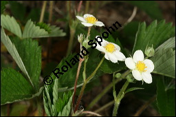 Wald-Erdbeere, Fragaria vesca, Rosaceae, Fragaria vesca, Wald-Erdbeere, fruchtend Kauf von 00598fragaria_vescaimg_6695.jpg