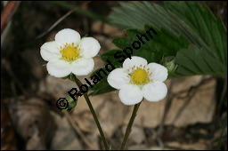 Wald-Erdbeere, Fragaria vesca, Rosaceae, Fragaria vesca, Wald-Erdbeere, fruchtend Kauf von 00598fragaria_vescaimg_6697.jpg