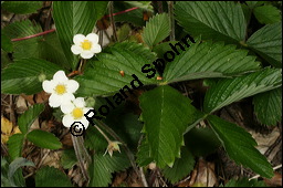 Wald-Erdbeere, Fragaria vesca, Rosaceae, Fragaria vesca, Wald-Erdbeere, fruchtend Kauf von 00598fragaria_vescaimg_6698.jpg