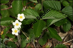 Wald-Erdbeere, Fragaria vesca, Rosaceae, Fragaria vesca, Wald-Erdbeere, fruchtend Kauf von 00598fragaria_vescaimg_6699.jpg