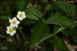 Wald-Erdbeere, Fragaria vesca, Rosaceae, Fragaria vesca, Wald-Erdbeere, fruchtend Kauf von 00598fragaria_vescaimg_6700.jpg