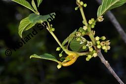 Faulbaum, Frangula alnus, Rhamnaceae, Frangula alnus, Rhamnus frangula, Faulbaum, Pulverholz, fruchtend Kauf von 00599_frangula_alnus_dsc_1465.jpg