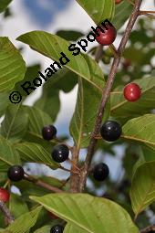 Faulbaum, Frangula alnus, Rhamnaceae, Frangula alnus, Rhamnus frangula, Faulbaum, Pulverholz, fruchtend Kauf von 00599_frangula_alnus_dsc_5725.jpg
