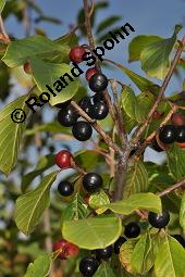 Faulbaum, Frangula alnus, Rhamnaceae, Frangula alnus, Rhamnus frangula, Faulbaum, Pulverholz, fruchtend Kauf von 00599_frangula_alnus_dsc_6649.jpg