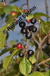 Faulbaum, Frangula alnus, Rhamnaceae, Frangula alnus, Rhamnus frangula, Faulbaum, Pulverholz, fruchtend Kauf von 00599_frangula_alnus_dsc_6650.jpg