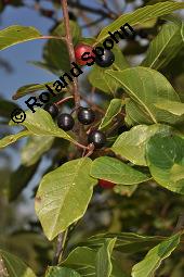 Faulbaum, Frangula alnus, Rhamnaceae, Frangula alnus, Rhamnus frangula, Faulbaum, Pulverholz, fruchtend Kauf von 00599_frangula_alnus_dsc_6658.jpg