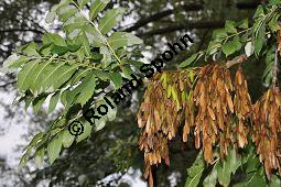 Gewhnliche Esche, Fraxinus excelsior, Oleaceae, Fraxinus excelsior, Gewhnliche Esche, Gemeine Esche, Blhend Kauf von 00600_fraxinus_excelsior_dsc_0392.jpg