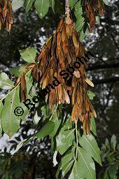 Gewhnliche Esche, Fraxinus excelsior, Oleaceae, Fraxinus excelsior, Gewhnliche Esche, Gemeine Esche, Blhend Kauf von 00600_fraxinus_excelsior_dsc_0394.jpg