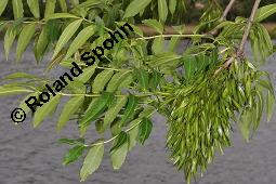 Gewhnliche Esche, Fraxinus excelsior, Oleaceae, Fraxinus excelsior, Gewhnliche Esche, Gemeine Esche, Blhend Kauf von 00600_fraxinus_excelsior_dsc_4471.jpg