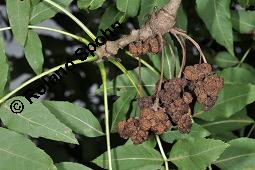 Gewhnliche Esche, Fraxinus excelsior, Oleaceae, Fraxinus excelsior, Gewhnliche Esche, Gemeine Esche, Blhend Kauf von 00600_fraxinus_excelsior_dsc_7971.jpg