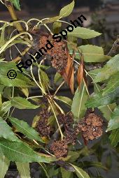 Gewhnliche Esche, Fraxinus excelsior, Oleaceae, Fraxinus excelsior, Gewhnliche Esche, Gemeine Esche, Blhend Kauf von 00600_fraxinus_excelsior_dsc_8004.jpg