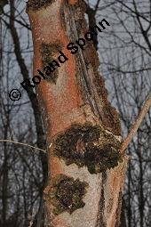 Gewhnliche Esche, Fraxinus excelsior, Oleaceae, Fraxinus excelsior, Gewhnliche Esche, Gemeine Esche, Blhend Kauf von 00600_fraxinus_excelsior_dsc_8196.jpg