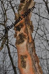 Gewöhnliche Esche, Fraxinus excelsior, Oleaceae, Fraxinus excelsior, Gewöhnliche Esche, Gemeine Esche, Blühend Kauf von 00600_fraxinus_excelsior_dsc_8197.jpg