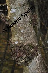 Gewöhnliche Esche, Fraxinus excelsior, Oleaceae, Fraxinus excelsior, Gewöhnliche Esche, Gemeine Esche, Blühend Kauf von 00600_fraxinus_excelsior_dsc_8200.jpg