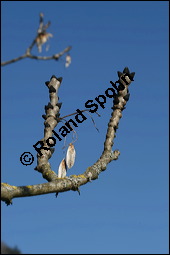 Gewhnliche Esche, Fraxinus excelsior, Oleaceae, Fraxinus excelsior, Gewhnliche Esche, Gemeine Esche, Blhend Kauf von 00600fraxinus_excelsiorimg_5355.jpg