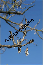 Gewöhnliche Esche, Fraxinus excelsior, Oleaceae, Fraxinus excelsior, Gewöhnliche Esche, Gemeine Esche, Blühend Kauf von 00600fraxinus_excelsiorimg_5356.jpg