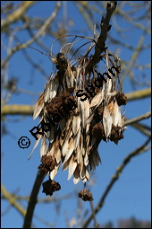 Gewöhnliche Esche, Fraxinus excelsior, Oleaceae, Fraxinus excelsior, Gewöhnliche Esche, Gemeine Esche, Blühend Kauf von 00600fraxinus_excelsiorimg_5357.jpg