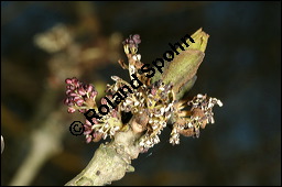 Gewöhnliche Esche, Fraxinus excelsior, Oleaceae, Fraxinus excelsior, Gewöhnliche Esche, Gemeine Esche, Blühend Kauf von 00600fraxinus_excelsiorimg_6497.jpg