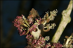 Gewöhnliche Esche, Fraxinus excelsior, Oleaceae, Fraxinus excelsior, Gewöhnliche Esche, Gemeine Esche, Blühend Kauf von 00600fraxinus_excelsiorimg_6498.jpg