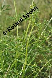 Klebriges Labkraut, Kletten-Labkraut, Galium aparine, Rubiaceae, Galium aparine, Kletten-Labkraut, Klebriges Labkraut, Blhend und fruchtend Kauf von 00605_galium_aparine_dsc_4897.jpg