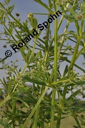 Klebriges Labkraut, Kletten-Labkraut, Galium aparine, Rubiaceae, Galium aparine, Kletten-Labkraut, Klebriges Labkraut, Blhend und fruchtend Kauf von 00605_galium_aparine_dsc_4900.jpg