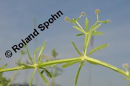 Klebriges Labkraut, Kletten-Labkraut, Galium aparine, Rubiaceae, Galium aparine, Kletten-Labkraut, Klebriges Labkraut, Blhend und fruchtend Kauf von 00605_galium_aparine_dsc_4902.jpg