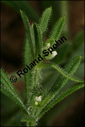 Klebriges Labkraut, Kletten-Labkraut, Galium aparine, Rubiaceae, Galium aparine, Kletten-Labkraut, Klebriges Labkraut, Blühend und fruchtend Kauf von 00605galium_aparineimg_2357.jpg